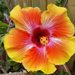 Hibiscus Plants Live, Hibiscus Plants Live, Easy to Plant, 7 to 13 Inch Tall, Hibiscus Tree Live Plant, Perennial Flower Tree, Sunset Hibiscus