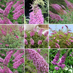 Pink Butterfly Bush Buddleia Butterfly Plant Live, 4-9" Tall Well-Rooted for Outdoor Gardens, Perennial Shrub, No Pot