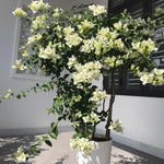 Combo 2 Bougainvillea Plants Live Trees, Outdoor Bougainvillea Plant for Trailing Flowering Vines or Bush Tree, 5-10” Tall, Well-Rooted Bougainvillea White
