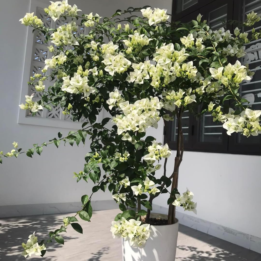 Combo 2 Bougainvillea Plants Live Trees, Outdoor Bougainvillea Plant for Trailing Flowering Vines or Bush Tree, 5-10” Tall, Well-Rooted Bougainvillea White