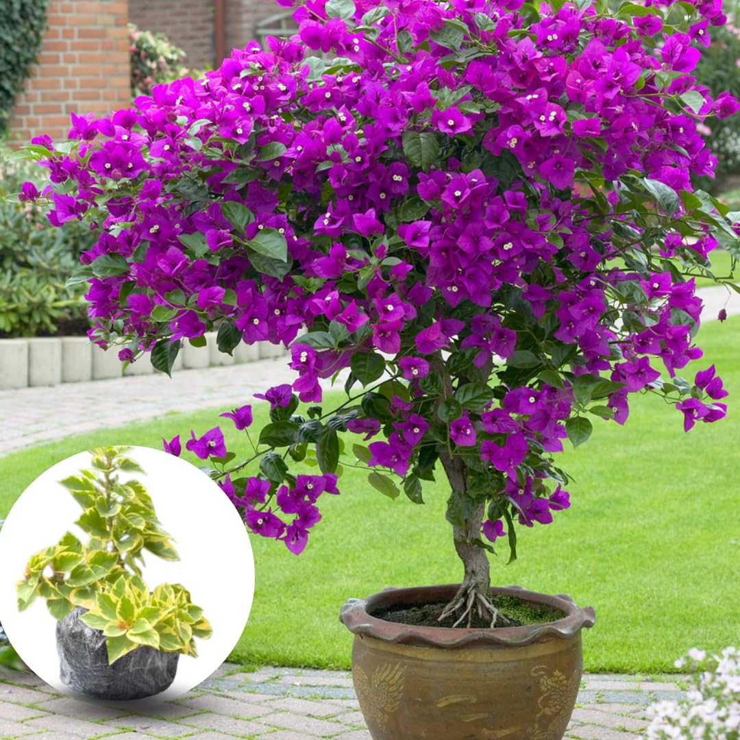 Sets 3 Climbing Bougainvillea Plants Live for Full Sun Trellis Tree, Shrub or Vine Bougainvillea Vibrant Bloom, Very Hardy, 5-9" Tall, Blueberry Ice