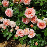 Rose Plant Live for Planting, Bareroot 6-10 Inch Tall, Climbing Vine Bush Shrub for Flowering (Apricot Pink Rose)