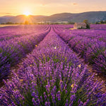 4 Provence Lavender Plants Live, Fragrant Lavender Herb for Garden, Patio Containers and Indoor Décor, 4-7 Inches Tall