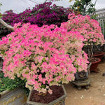 Combo 2 Bougainvillea Plants Live Trees, Outdoor Bougainvillea Plant for Trailing Flowering Vines or Bush Tree, 5-10” Tall, Well-Rooted Bougainvillea (Pink White)