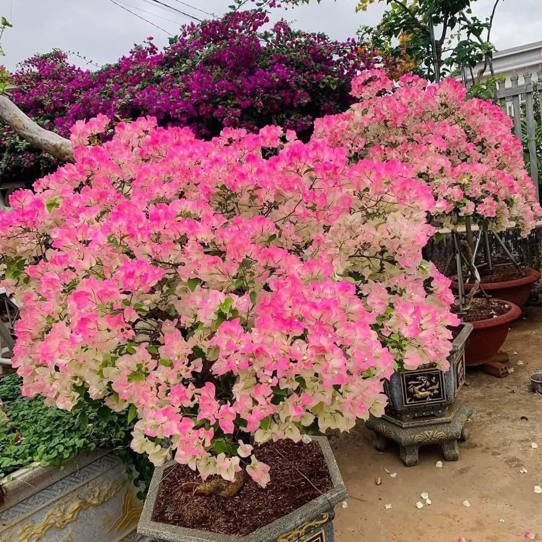 Combo 2 Bougainvillea Plants Live Trees, Outdoor Bougainvillea Plant for Trailing Flowering Vines or Bush Tree, 5-10” Tall, Well-Rooted Bougainvillea (Pink White)