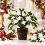 2PPP White Christmas Cactus Live Plant, Holiday Flowering, 3 Inches Pot