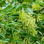 Jasmine Vine Plants Live, 2 Cestrum Nocturnum Plant, Night Blooming Jasmine Live Plant, Live Jasmine Plants Indoor, Live Jasmine Plant, Jasmine Plant Pot
