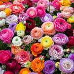 25 Ranunculus Bulbs for Spring Planting, Perennial Flowers Bulbs for Gardens, Vibrant Peony Buttercup Corms for Outdoor Borders (Multicolor Ranunculus)