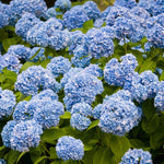 Blue Hydrangea Bushes Live Plant in 2.5'' Pot, Well Rooted Vibrant Hydrangea Tree Shrub 4-7 Inches for Planting