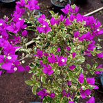 2 Bougainvillea Plants Live, Varigated Bougainvillea Live Plant, 4 to 6 Inc Tall
