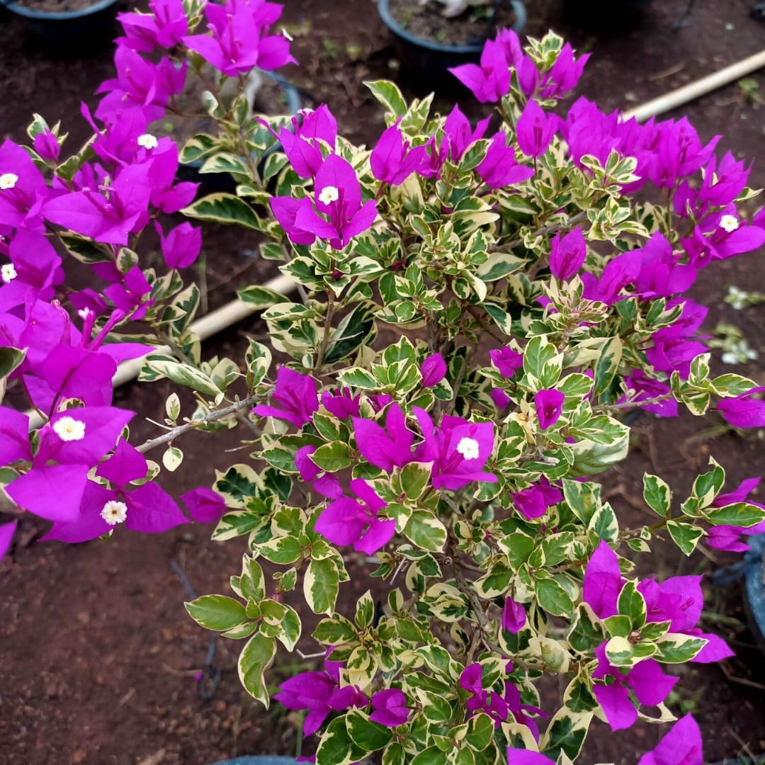 2 Bougainvillea Plants Live, Varigated Bougainvillea Live Plant, 4 to 6 Inc Tall