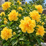 3 Hardy Hibiscus Live Plants, Flowering Shrub, Double Yellow Blooms, 4-7"