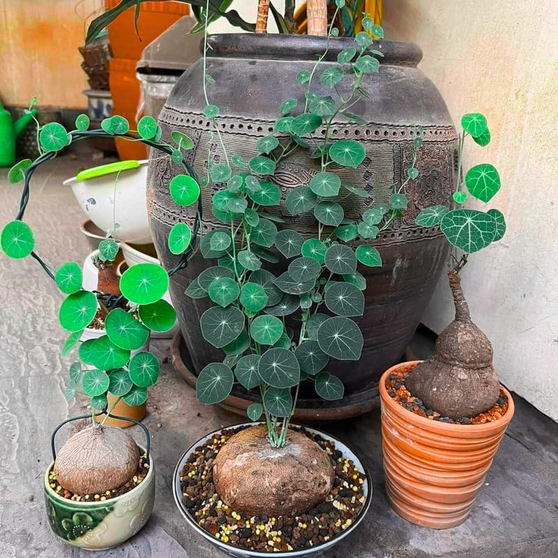 Stephania Plant, Stephania Cephalantha Live Caudex, 2-2.5 Inches Wide, Rare Succulent for Indoor Outdoor Decoration, 4-5 Cm