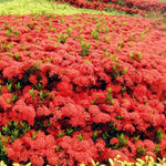 3 Red Ixora Plants Live, Flowering Ixora Bush Shrub, 5-9” Tall, Tropical Ixora Well-Rooted for Planting Home Garden