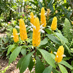 Yellow Shrimp Plants Live, Shrimp Plant, Tropical Flowering Plant for Containers, Patios and Landscapes, Full Rooted from 4-6 Inches Tall
