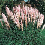 Set 2 Pampas Grass Plants Live Fully Rooted Pruned 5 to 9 Inches Tall, Ornamental Grasses Live Plants Perennial for Planting (Pink Pampas Grass)