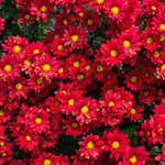 Pack 3 Red Chrysanthemum Plants, Mums Plants Live, 3 to 6 Inch Tall Garden Mum Live Plant, Vibrant Fall Blooms, Hardy Chrysanthemum Flowers, No Pot