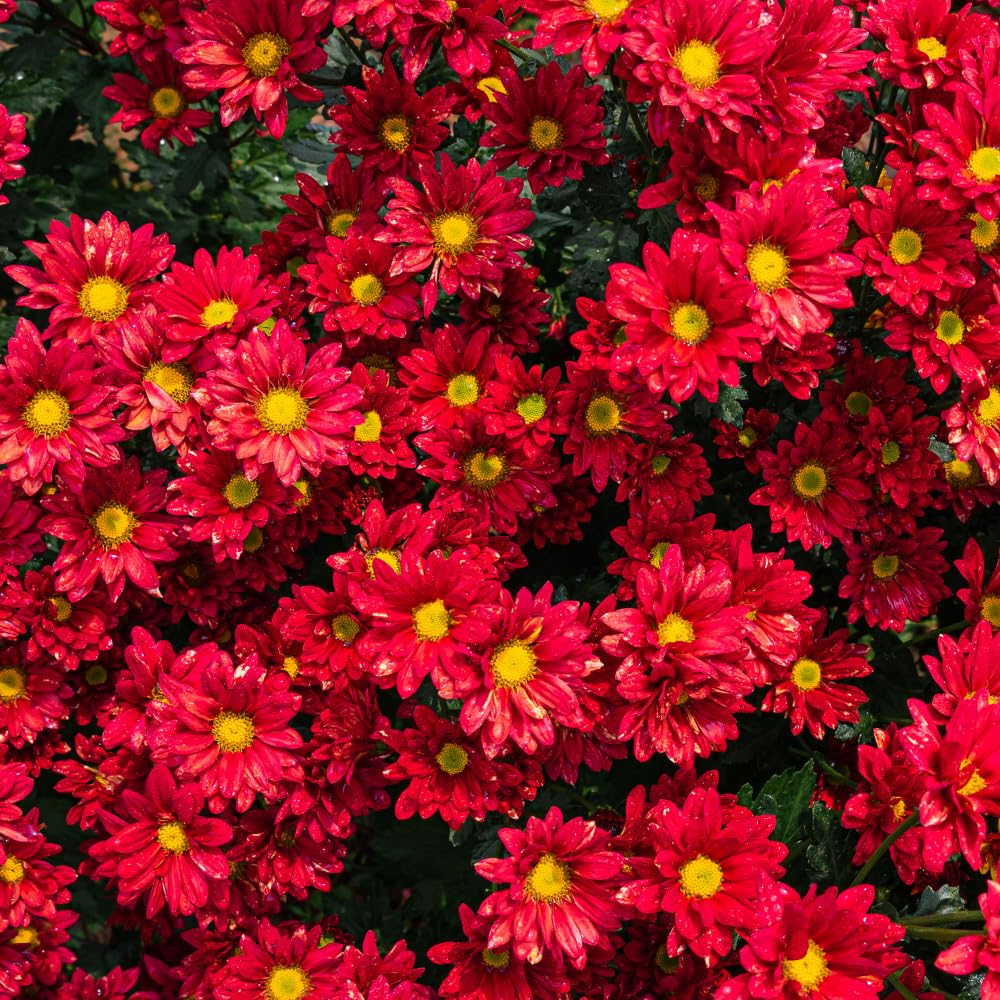Pack 3 Red Chrysanthemum Plants, Mums Plants Live, 3 to 6 Inch Tall Garden Mum Live Plant, Vibrant Fall Blooms, Hardy Chrysanthemum Flowers, No Pot