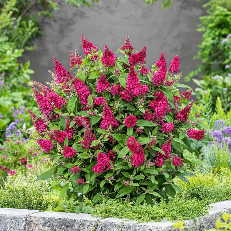 AVERAR 3 Buddleia Butterfly Bush Live Plant Ready to Plant Outdoor, Raspberry Blooms, Starter 5 to 9 Inches Tall, Cold Hardy and Fragrant, Zones 5-9