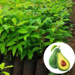 Avocado Trees Live Plants 8-12 Inches Tall, Cold Hardy, Zones 9-11, Planting Indoor Outdoor, No CA