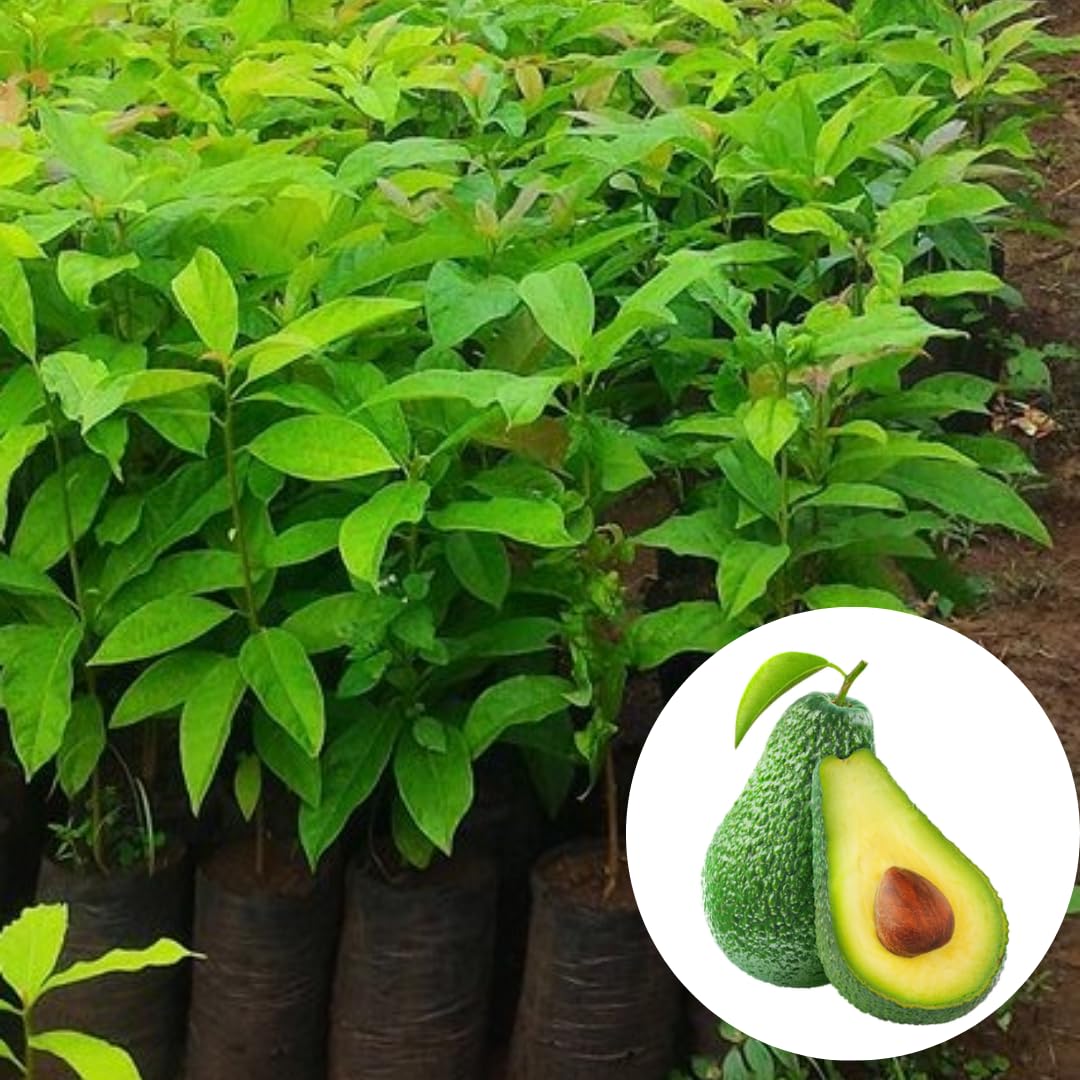 Avocado Trees Live Plants 8-12 Inches Tall, Cold Hardy, Zones 9-11, Planting Indoor Outdoor, No CA