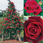Black Red Velvet Climbing Rose Live Plant, 6 Months Old Starter, Fragrant Purple Climbing Roses for Planting Outdoor, No Pot