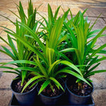 Pandanus Amaryllifolius Plant Live, Pandan Live Plant from 4 Inc Tall, Succulent Plant Live Outdoor Indoor
