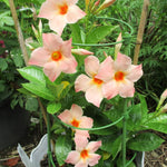Mandevilla Plant Live, 5 to 7 Inc Tall Seedling, Peach Mandevilla Vine Plants, Perennial Flowering Mandevilla Live Plant Trellis Garden