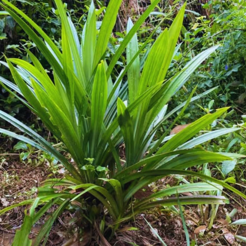 2 Pandanus Amaryllifolius Plants Indoor, Pandan Leaves Plant Herb, Pandan Plant Live Outdoor, 4 to 6 Inc Tall