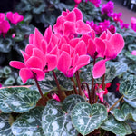 Pink Cyclamen Plant Live, Flowering Houseplant, 4" Pot