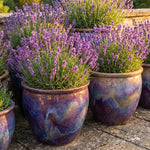 4 Phenomenal Lavender Plants Live, Fragrant Lavender Herb for Garden, Patio Containers and Indoor Décor, 4-7 Inches Tall