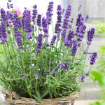 2 Lavender Plants Live Indoors, 4-8" Tall, Lavandula Perennial Flower Plants for Planting Outdoors Home Garden (Purple Lavender)