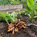 4 Yellow Turmeric Live Plants, Curcuma Turmeric Well Rooted 4-7 Inch Tall, Garden, Patio and Indoor Herb Growing