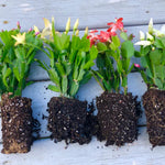 True Thanksgiving Cactus Plant Live in 4" Pot, Ready to Bloom, Holiday Christmas Cactus Plants Live, Vibrant Blooms (Peachy Yellow)