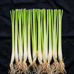 3 Lemongrass Plants Stalks for Outdoor Planting, Lemon Grass Live Plants, Outdoor Lemongrass Plants Live for Planting, 6-8 Inches Tall
