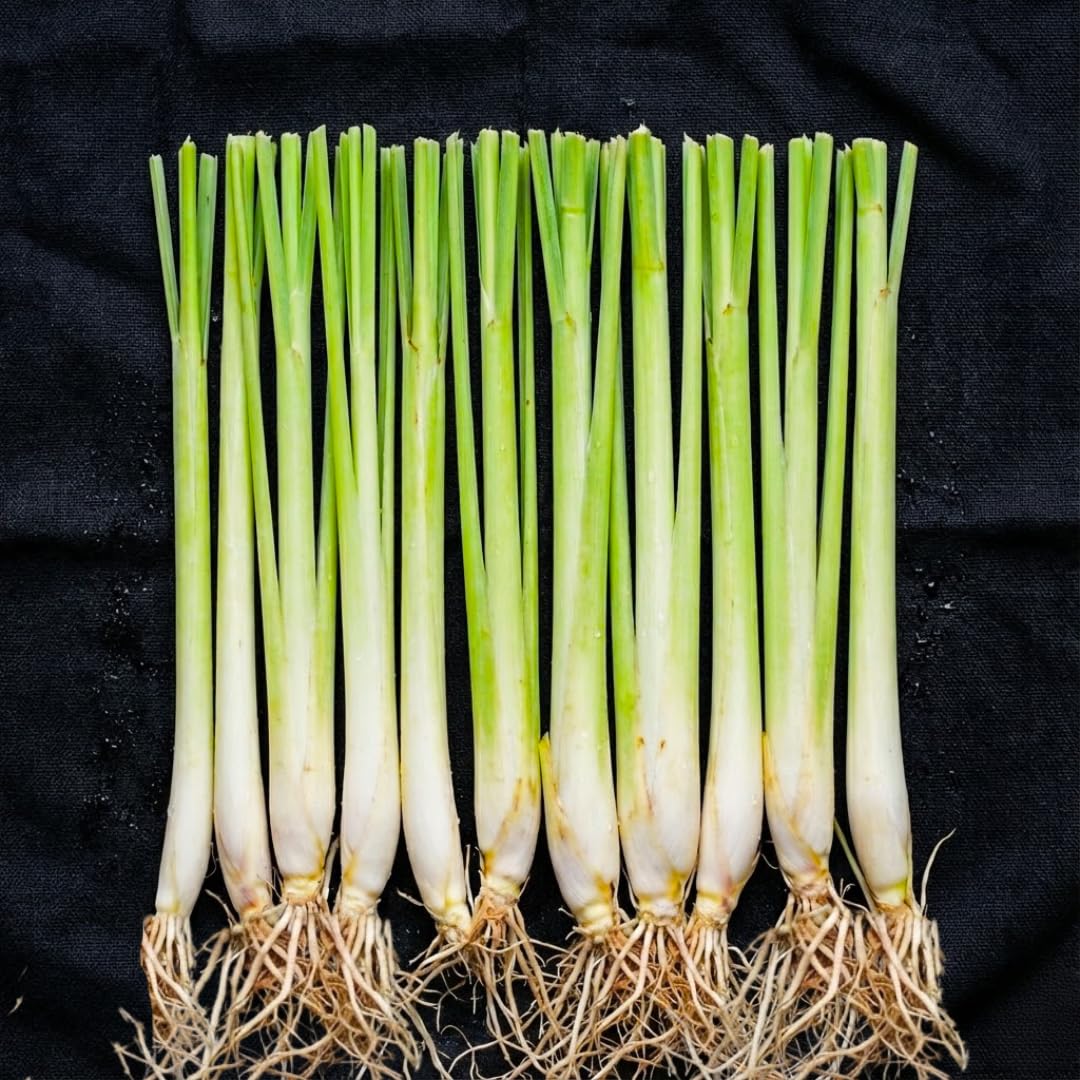 3 Lemongrass Plants Stalks for Outdoor Planting, Lemon Grass Live Plants, Outdoor Lemongrass Plants Live for Planting, 6-8 Inches Tall