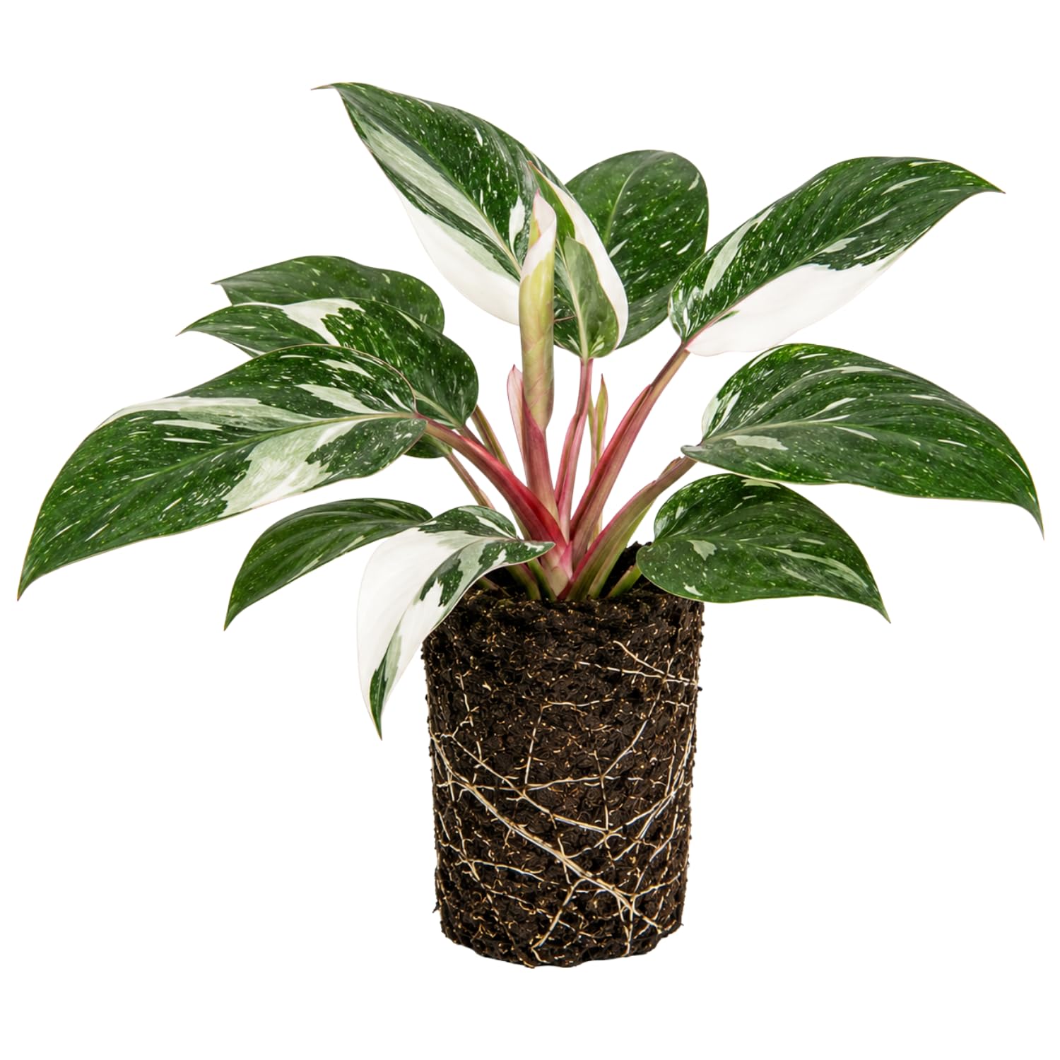 Philodendron Plant Live, Rare Variegated Philodendron Houseplant for Planting, Home Office Decor 4 to 8 Inches (White Variegated)