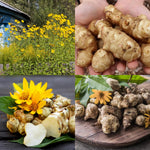 3 Large Live Jerusalem Artichoke Tubers Sunchokes Sunroots Fresh Rhizomes for Outdoor Planting, Winter Hardy, High Yield