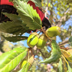 Willow Oak Plant Live, Oak Tree Live for Planting 12-18 Inch Tall, Oak Tree for Yard Growing