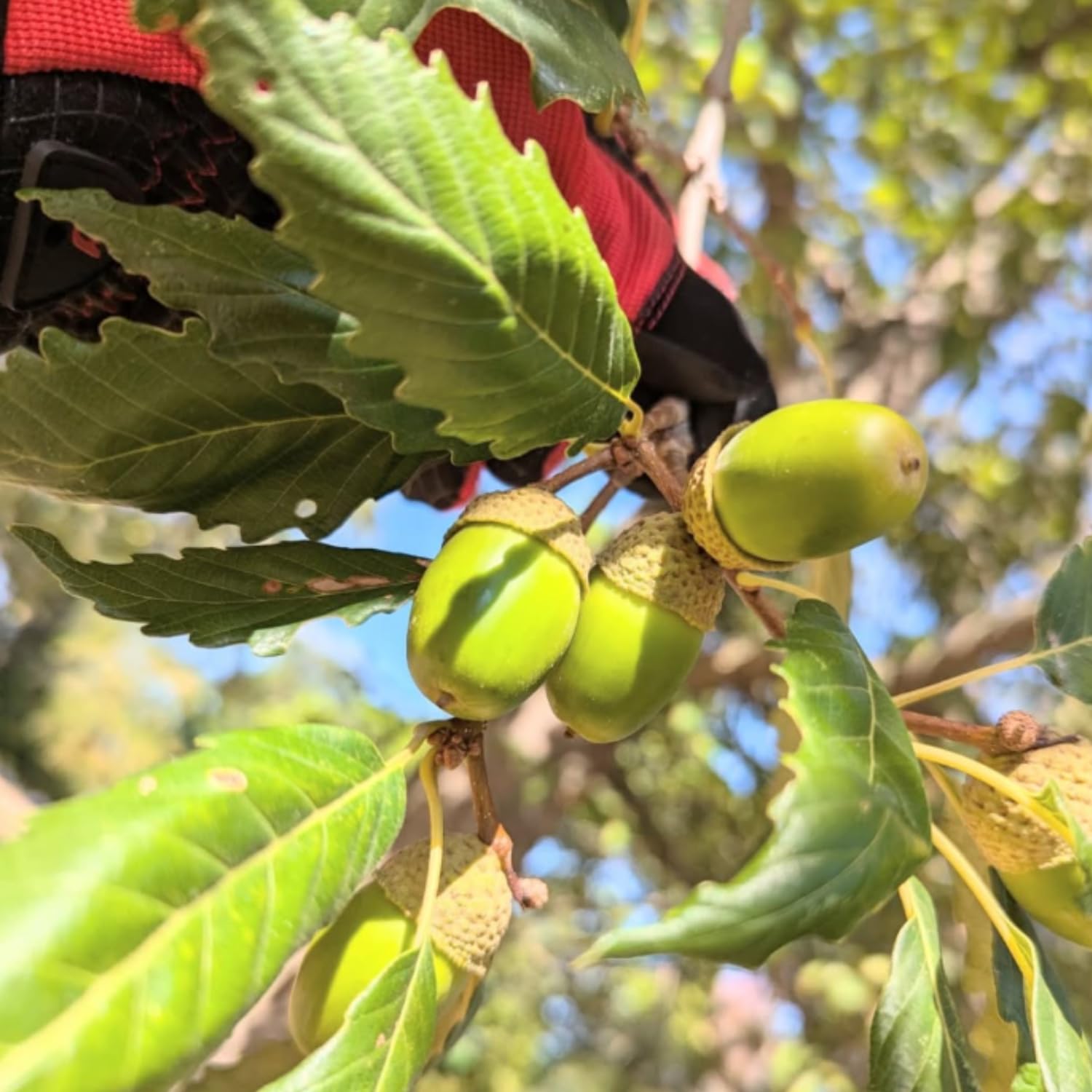 Willow Oak Plant Live, Oak Tree Live for Planting 12-18 Inch Tall, Oak Tree for Yard Growing