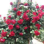 Red Rose Live Plant, 6 Months Old Starter, Fragrant Red Climbing Roses for Planting Outdoor, No Pot