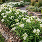 3 White Milkweed Plant Live, Asclepias Tuberosa Butterfly Bush, 4-8"