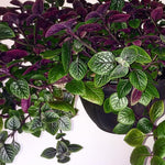 Swedish Ivy Plant Live for Planting Indoor Outdoor, 4 to 6 Inc Height, in 4 Inc Pot, Plectranthus Swedish Ivy Mint Herbs Starter Plants (Purple Swedish Ivy)