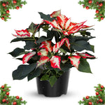 2 Poinsettia Plants Live, Variegated Poinsettia Flowers Christmas Decorations, Holiday Houseplant, Poinsettias Trees Plants, No Pot, 5-9" Tall
