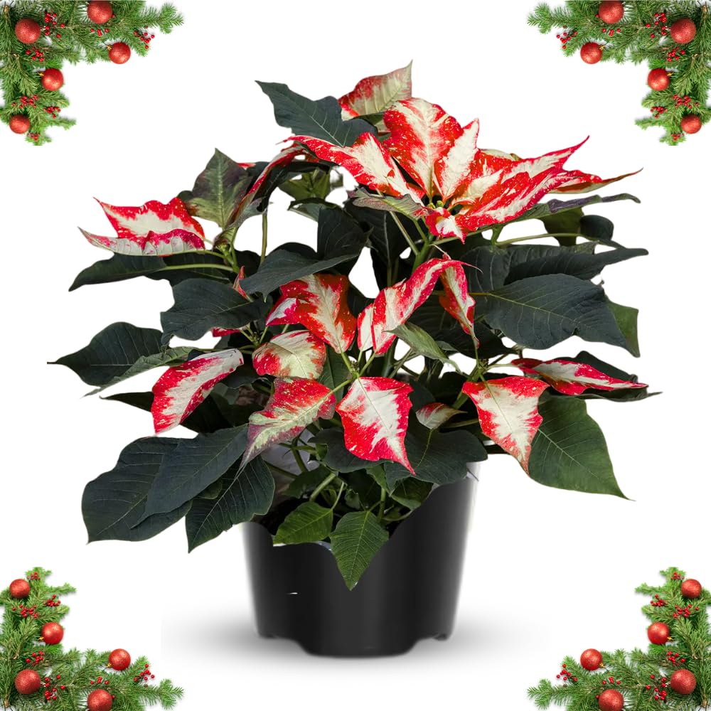 2 Poinsettia Plants Live, Variegated Poinsettia Flowers Christmas Decorations, Holiday Houseplant, Poinsettias Trees Plants, No Pot, 5-9" Tall