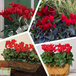 Cyclamen Plant Live in 4'' Pot, Vibrant Indoor Flowering Plants for Planting, Blooms Already, Indoor Outdoor Decoration (Red Cyclamen)