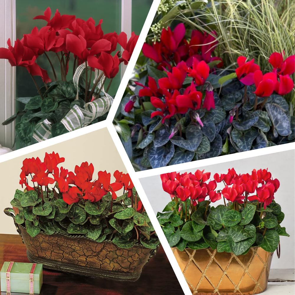 Cyclamen Plant Live in 4'' Pot, Vibrant Indoor Flowering Plants for Planting, Blooms Already, Indoor Outdoor Decoration (Red Cyclamen)