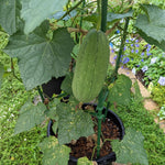 Luffa Plants Live, 02 Plants in 4 Inch Pot, Luffa Gourd Plant, Vegetable Plants Live for Garden