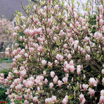 Saucer Magnolia Tree Live Plant in 2.5 Inches in Pot, Starter Plant, Fragrant Perennial Ornamental Plants Shrub for Outdoor Garden