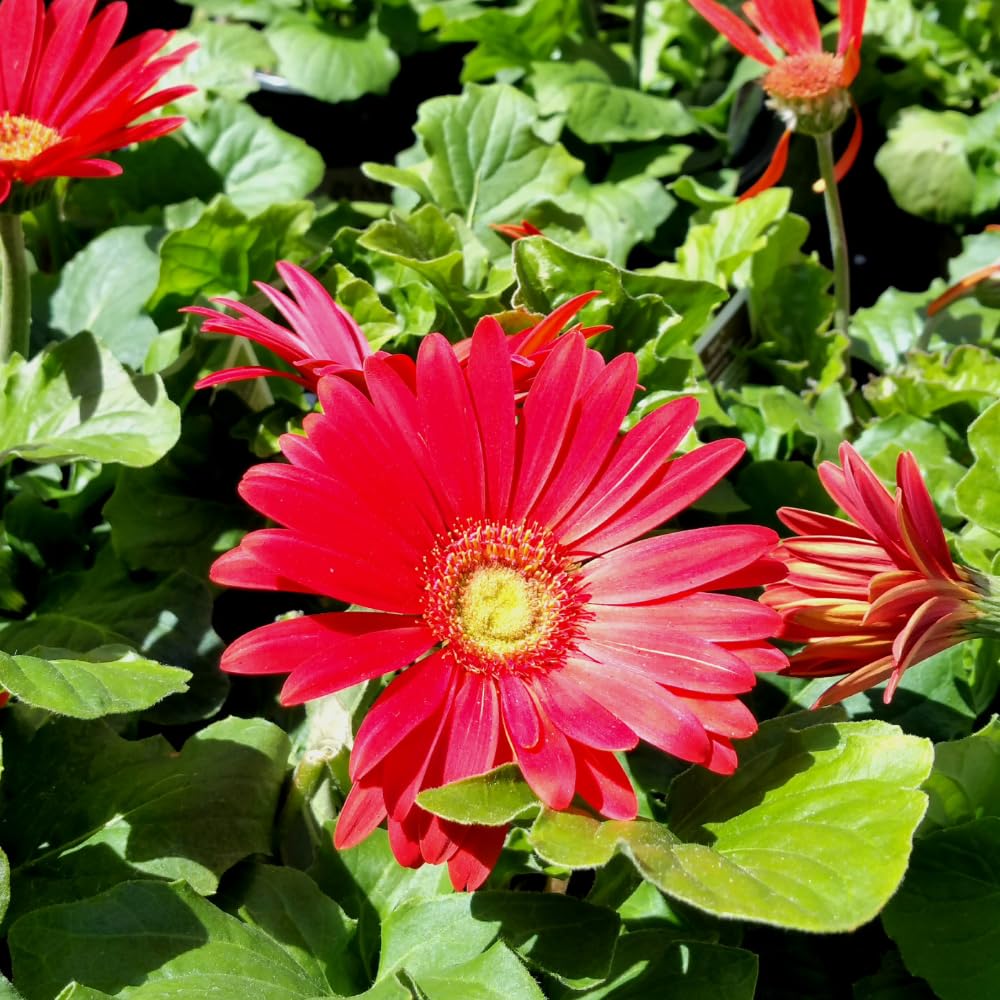 2 Red Mums Plants Live, Chrysanthemum Plants Live, 5 to 6 Inc Tall, Chrysanthemum Flower Live Plant Gardening Indoor Outdoor Mum Live Plant